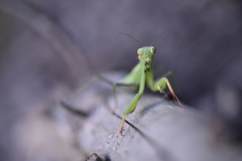 Praying Mantis 2.jpg